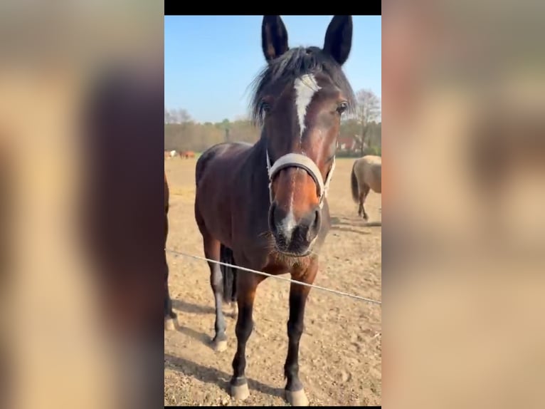 Deutscher Traber Stute 7 Jahre 162 cm Dunkelbrauner in Datteln