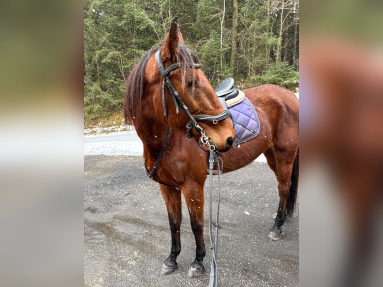 Deutscher Traber Stute 7 Jahre 165 cm Dunkelbrauner in Frauenau