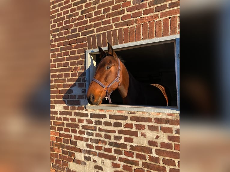 Deutscher Traber Stute 7 Jahre 173 cm Brauner in Werne