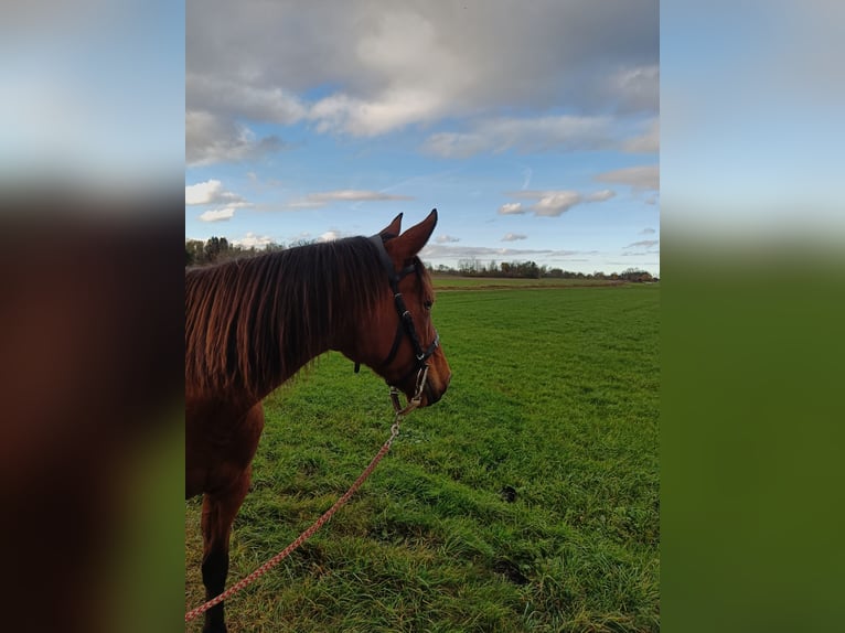 Deutscher Traber Stute 8 Jahre 162 cm Brauner in Pähl