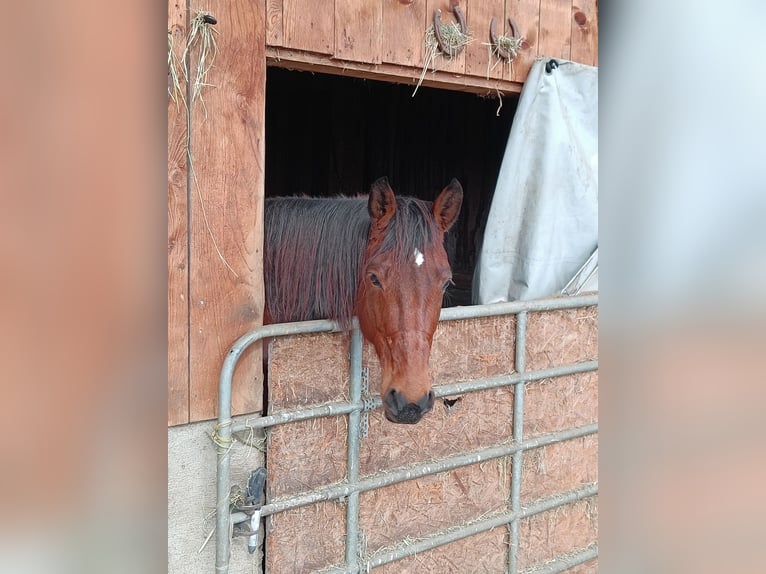 Deutscher Traber Stute 8 Jahre 162 cm Brauner in Pähl
