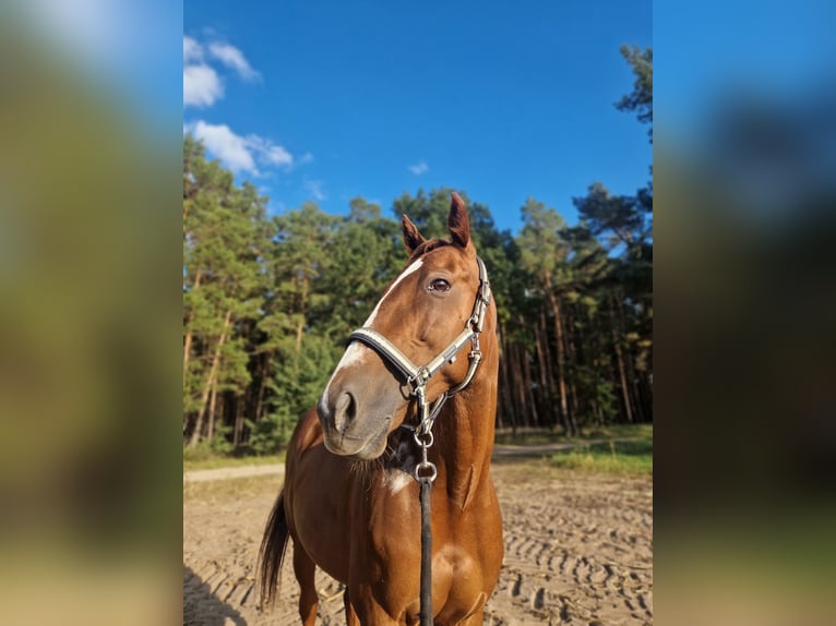 Deutscher Traber Stute 8 Jahre 64 cm Fuchs in Beelitz
