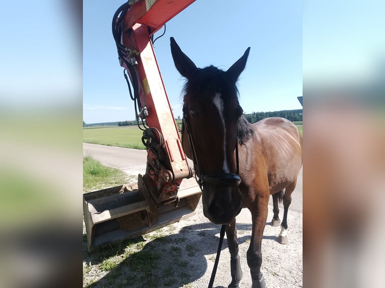 Deutscher Traber Stute 9 Jahre 155 cm Brauner in Dinkelsbühl