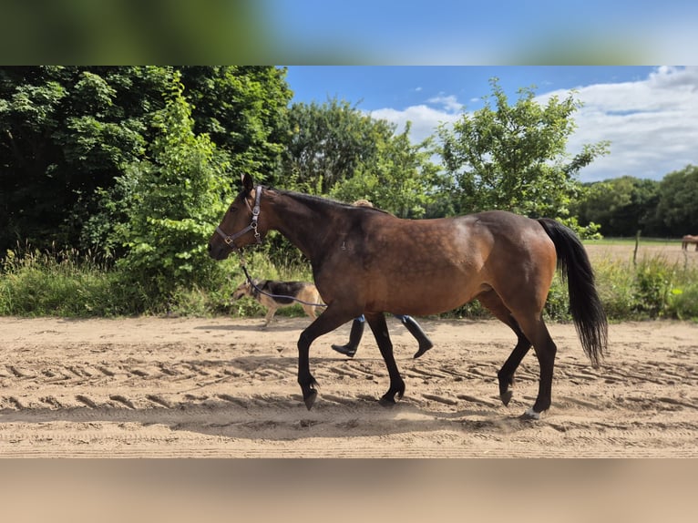 Deutscher Traber Stute 9 Jahre 155 cm Brauner in Thyrow