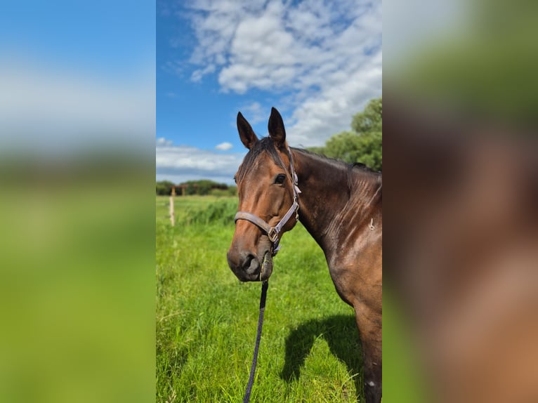 Deutscher Traber Stute 9 Jahre 155 cm Brauner in Thyrow