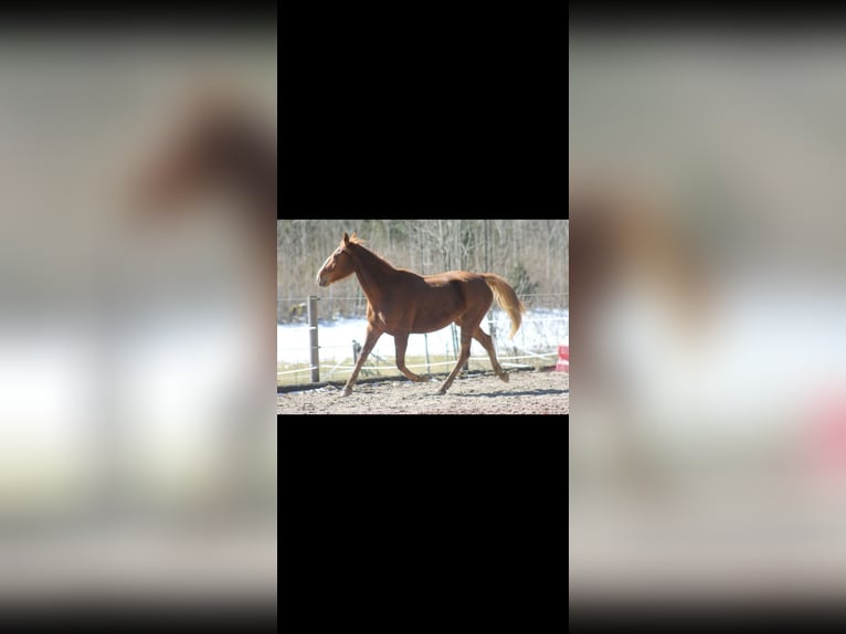 Deutscher Traber Mix Stute 9 Jahre 160 cm Fuchs in Ebensee