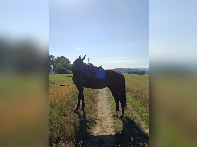 Deutscher Traber Stute 9 Jahre 160 cm Rappe in Kirchschlag In Der Buckligen Welt