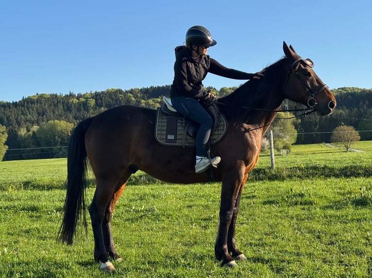 Deutscher Traber Wallach 10 Jahre 158 cm Brauner in Bruckmühl