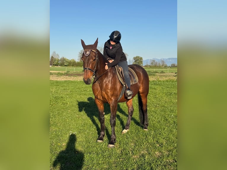 Deutscher Traber Wallach 10 Jahre 158 cm Brauner in Bruckmühl