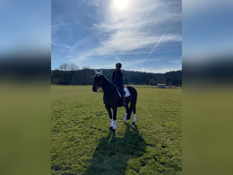 Deutscher Traber Wallach 10 Jahre 158 cm Brauner in Bruckmühl