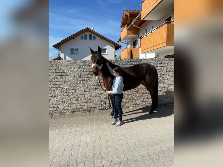 Deutscher Traber Wallach 10 Jahre 158 cm Brauner in Bruckmühl