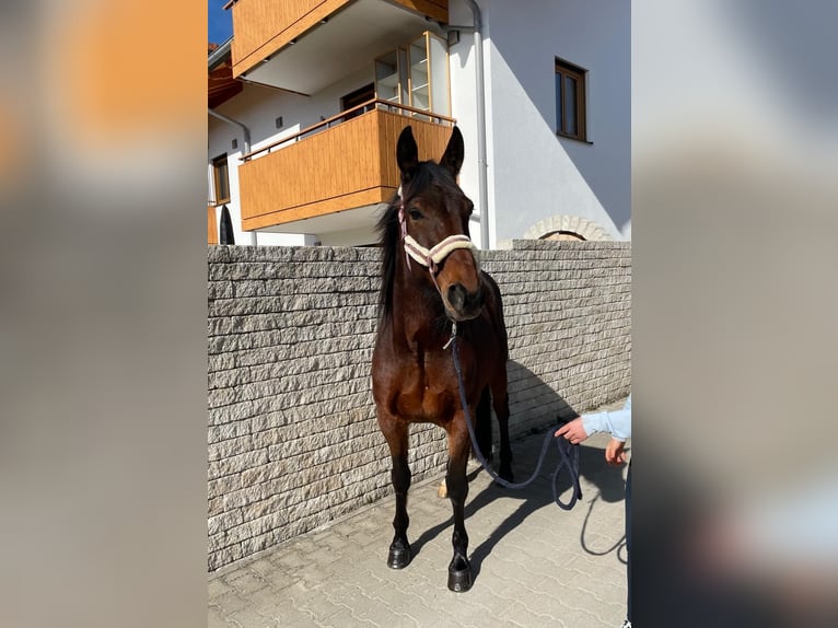 Deutscher Traber Wallach 10 Jahre 158 cm Brauner in Bruckmühl