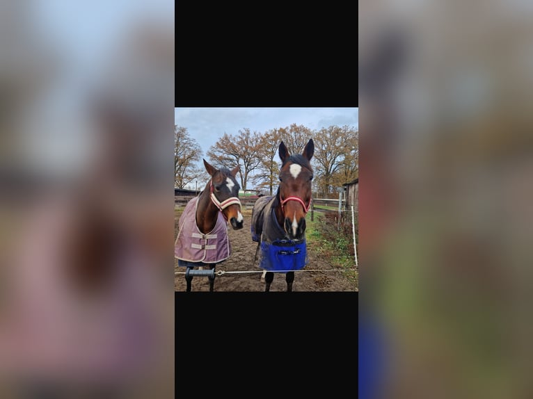 Deutscher Traber Wallach 10 Jahre 163 cm Brauner in Ludwigslust