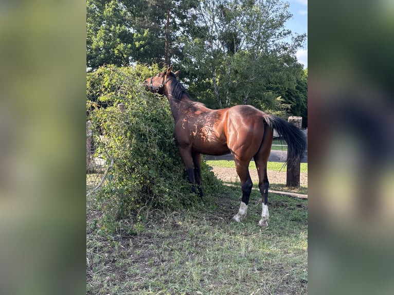 Deutscher Traber Wallach 10 Jahre 163 cm Brauner in Ludwigslust