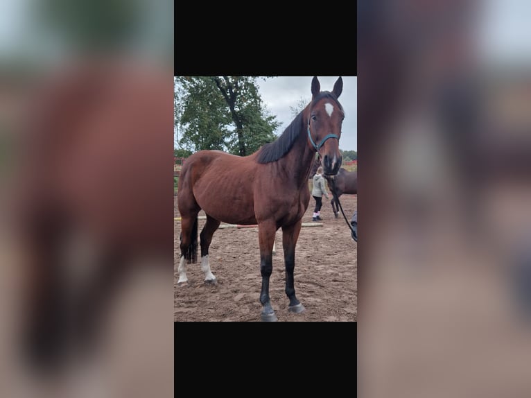 Deutscher Traber Wallach 10 Jahre 163 cm Brauner in Ludwigslust