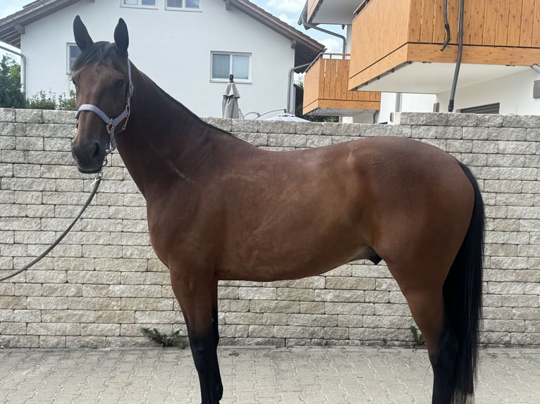 Deutscher Traber Wallach 10 Jahre 164 cm Brauner in Bruckmühl
