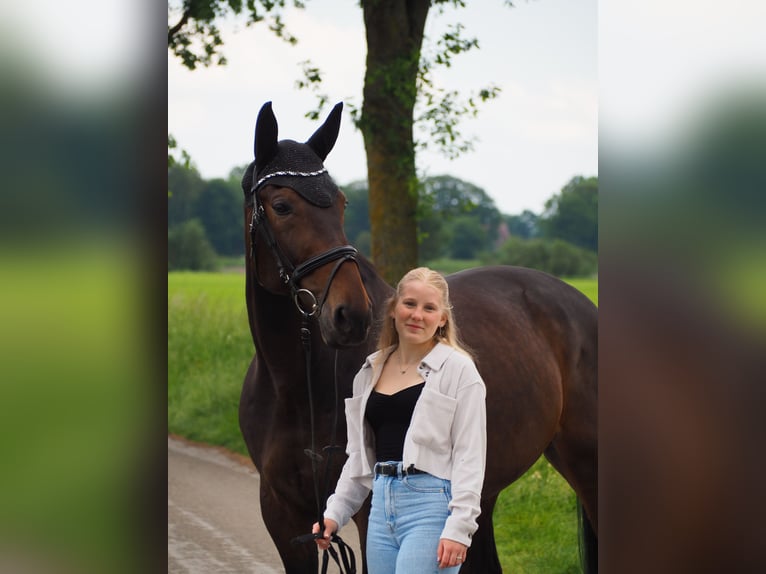 Deutscher Traber Wallach 10 Jahre 165 cm Dunkelbrauner in Selm