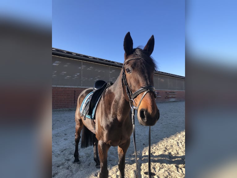 Deutscher Traber Wallach 10 Jahre 165 cm Dunkelbrauner in Selm