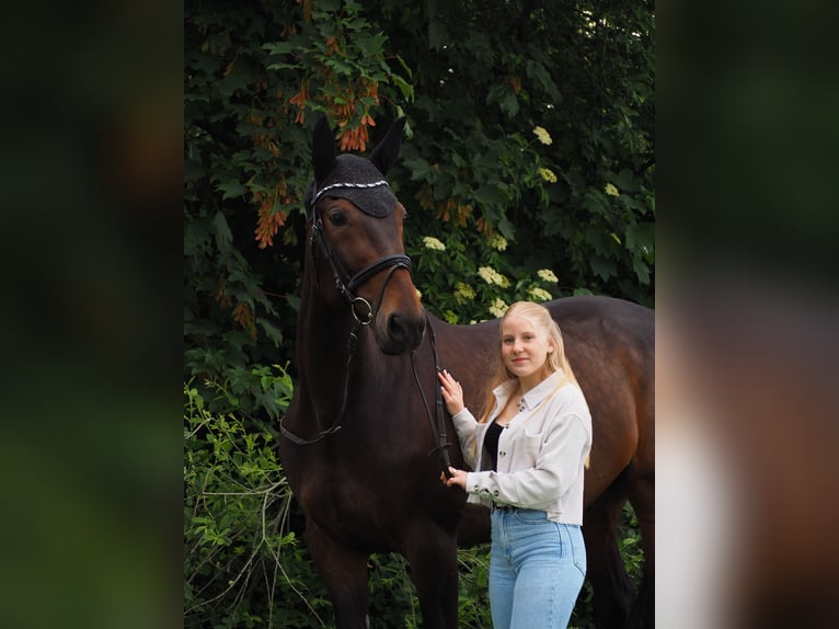 Deutscher Traber Wallach 10 Jahre 165 cm Dunkelbrauner in Selm