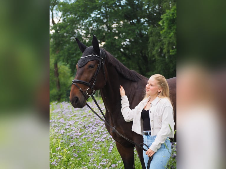 Deutscher Traber Wallach 10 Jahre 165 cm Dunkelbrauner in Selm
