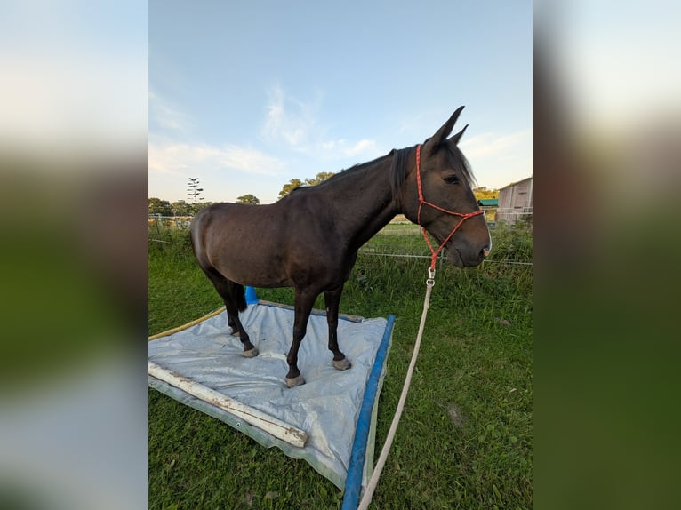 Deutscher Traber Wallach 10 Jahre 166 cm Dunkelbrauner in Alt Zachun