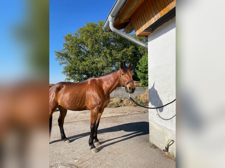 Deutscher Traber Wallach 10 Jahre 170 cm Brauner in Aying