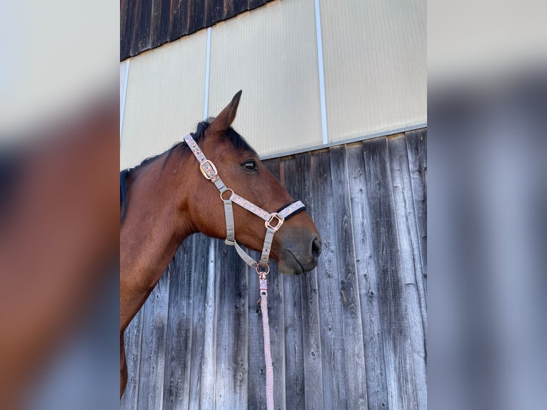 Deutscher Traber Wallach 10 Jahre 170 cm Brauner in Aying