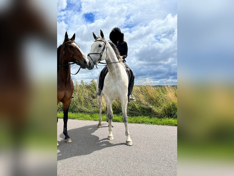 Deutscher Traber Wallach 11 Jahre 165 cm Fliegenschimmel in Leidschendam