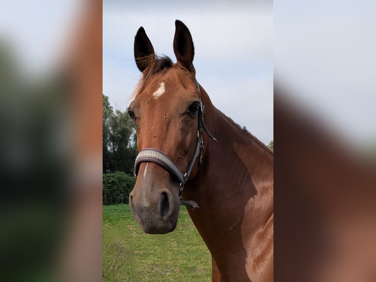 Deutscher Traber Wallach 11 Jahre 168 cm Brauner in Greifswald