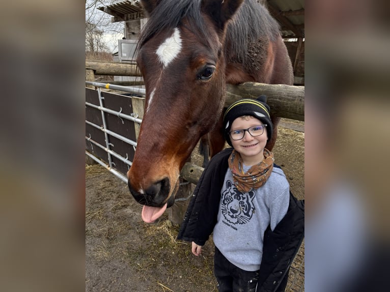 Deutscher Traber Wallach 11 Jahre 170 cm Brauner in Garching bei München