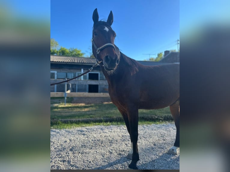 Deutscher Traber Wallach 11 Jahre 170 cm Brauner in Garching bei München