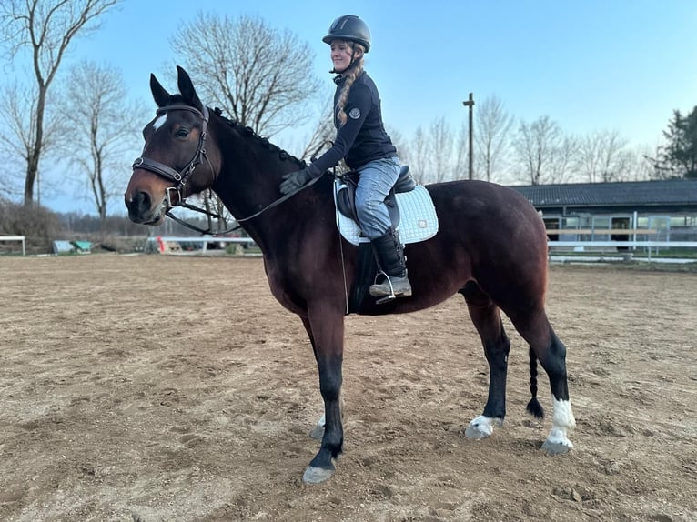 Deutscher Traber Wallach 11 Jahre 170 cm Brauner in Garching bei München