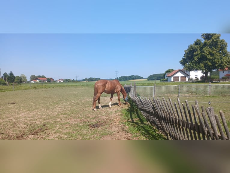 Deutscher Traber Wallach 12 Jahre 160 cm Fuchs in Oberostendorf