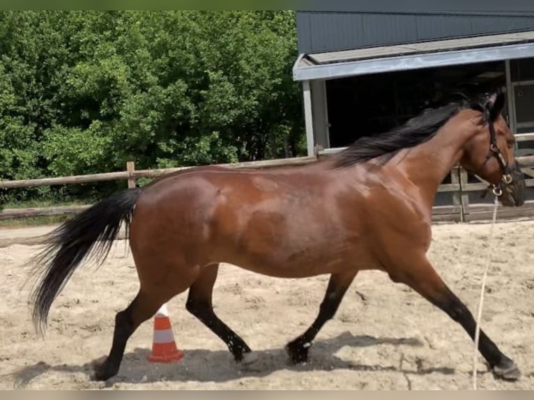 Deutscher Traber Wallach 12 Jahre 163 cm Brauner in Beek