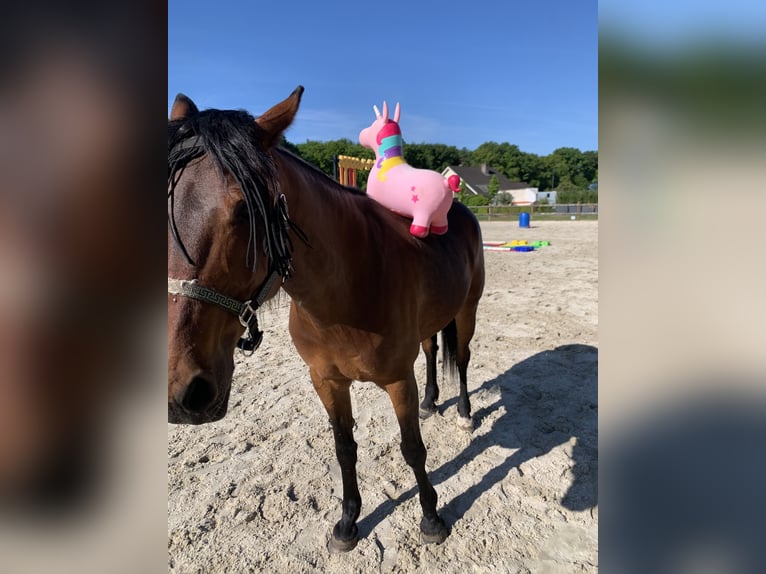Deutscher Traber Wallach 12 Jahre 163 cm Brauner in Beek