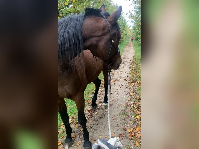 Deutscher Traber Wallach 12 Jahre 163 cm Brauner in Beek