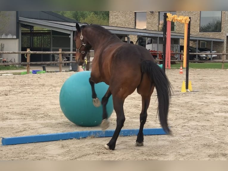 Deutscher Traber Wallach 12 Jahre 163 cm Brauner in Beek