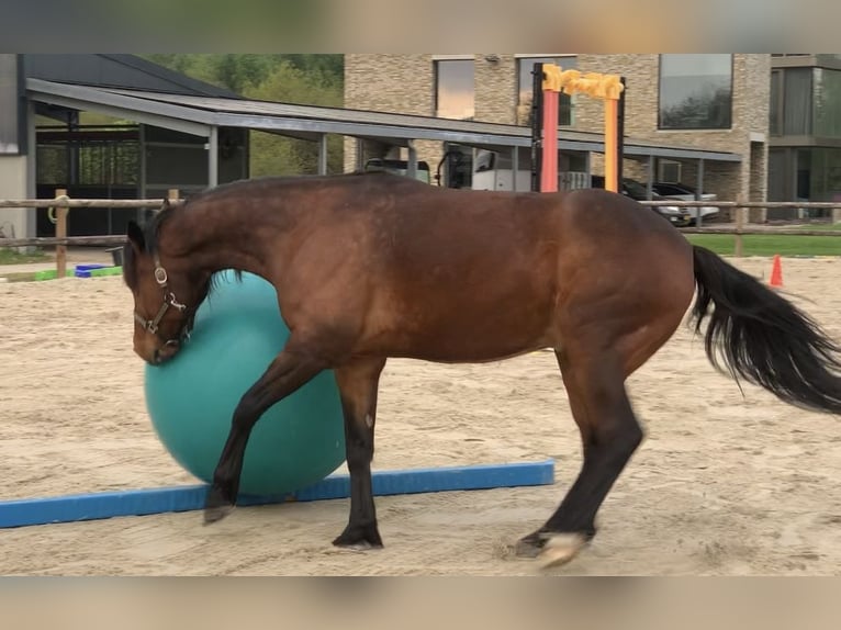 Deutscher Traber Wallach 12 Jahre 163 cm Brauner in Beek