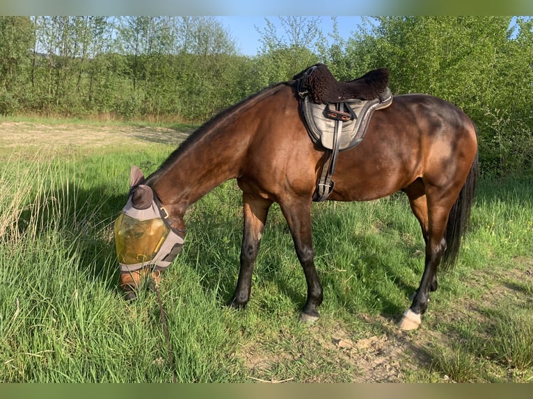 Deutscher Traber Wallach 12 Jahre 163 cm Brauner in Beek