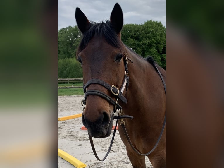 Deutscher Traber Wallach 12 Jahre 163 cm Brauner in Beek