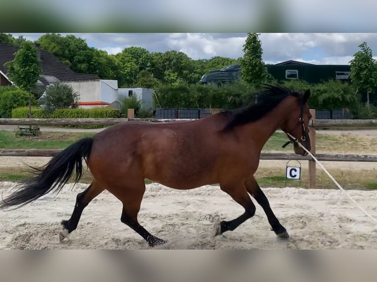 Deutscher Traber Wallach 12 Jahre 163 cm Brauner in Beek