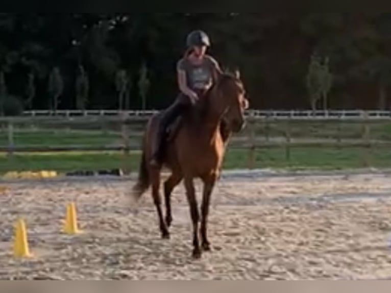 Deutscher Traber Wallach 12 Jahre 163 cm Brauner in Beek