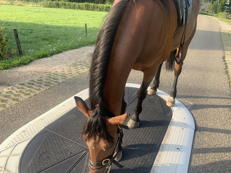 Deutscher Traber Wallach 12 Jahre 163 cm Brauner in Beek