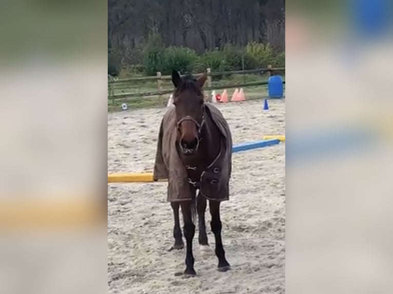 Deutscher Traber Wallach 12 Jahre 163 cm Brauner in Beek