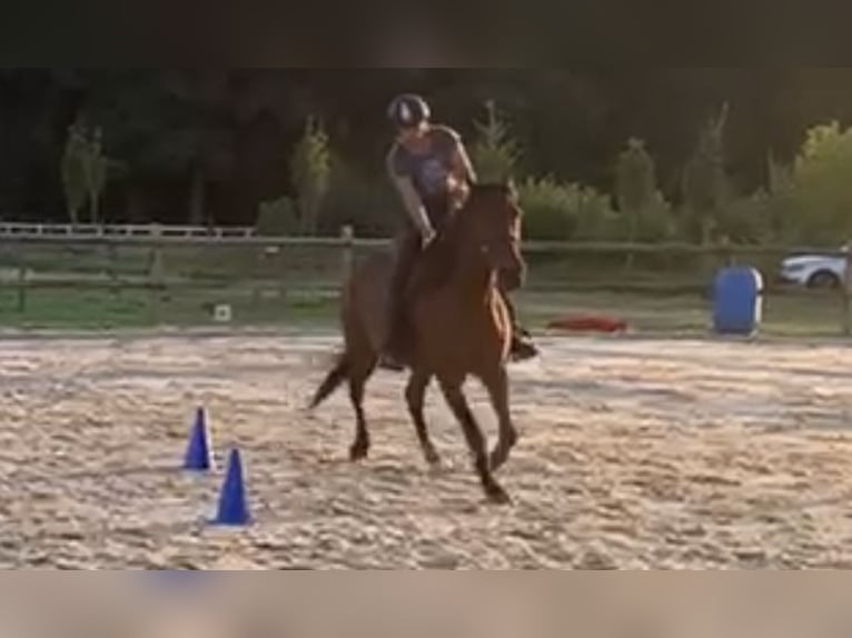 Deutscher Traber Wallach 12 Jahre 163 cm Brauner in Beek