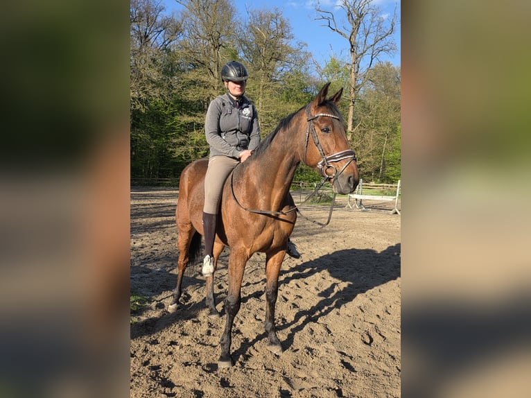 Deutscher Traber Wallach 12 Jahre 164 cm Brauner in Braunschweig