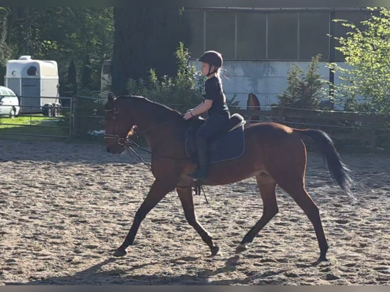 Deutscher Traber Wallach 12 Jahre 164 cm Brauner in Braunschweig