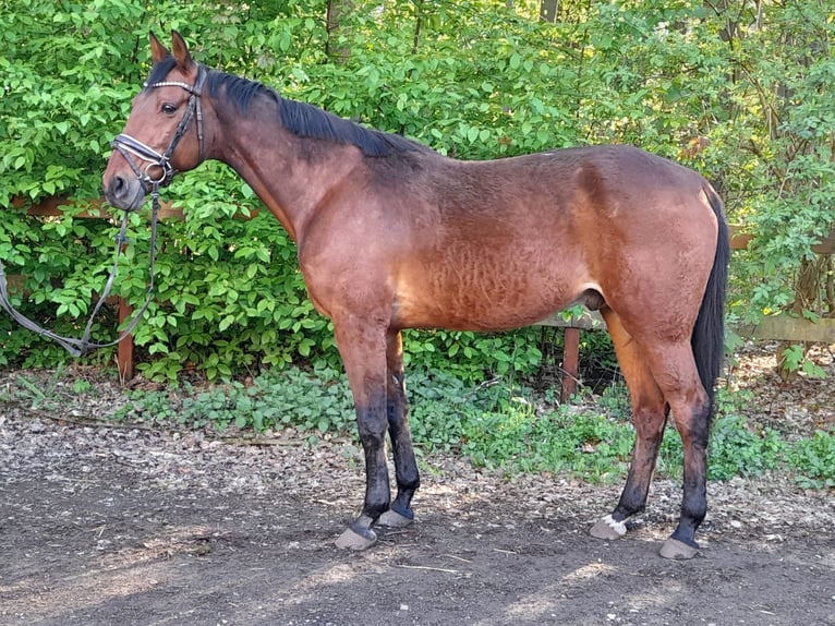 Deutscher Traber Wallach 12 Jahre 164 cm Brauner in Braunschweig