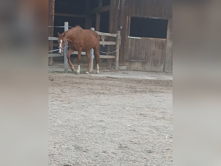 Deutscher Traber Wallach 13 Jahre 160 cm Fuchs in Oberostendorf