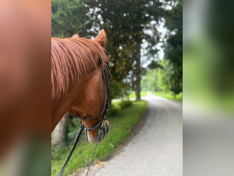 Deutscher Traber Wallach 13 Jahre 160 cm Fuchs in Oberostendorf